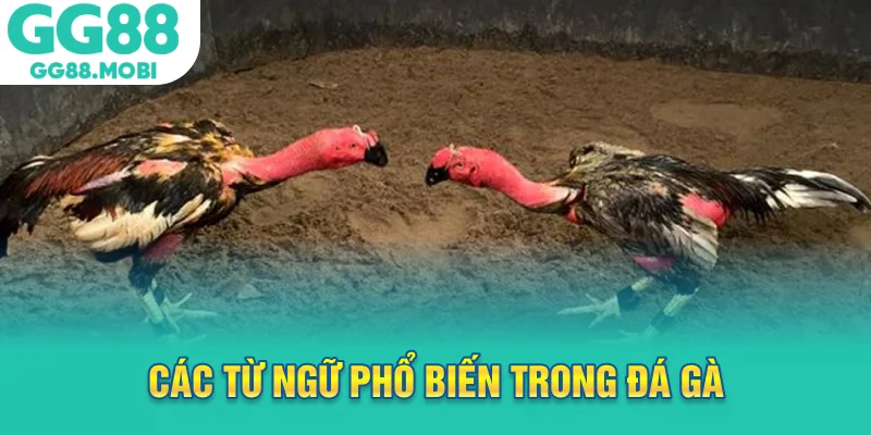 Các từ ngữ phổ biến trong đá gà