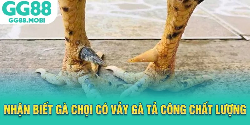 Nhận biết gà chọi có vảy gà tả công chất lượng