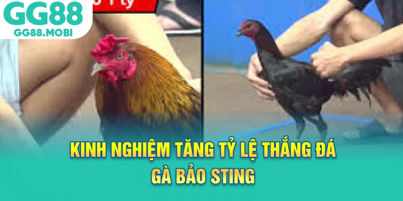 Kinh nghiệm tăng tỷ lệ thắng đá gà bảo sting